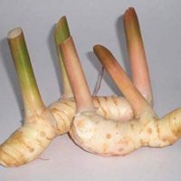 Thai Fresh galangal - 14 oz