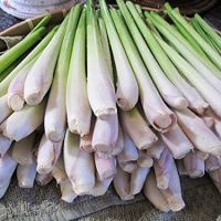 Lemongrass Fresh 12 Stalks from TastePadThai