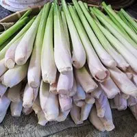 Lemongrass Fresh 12 Stalks from TastePadThai