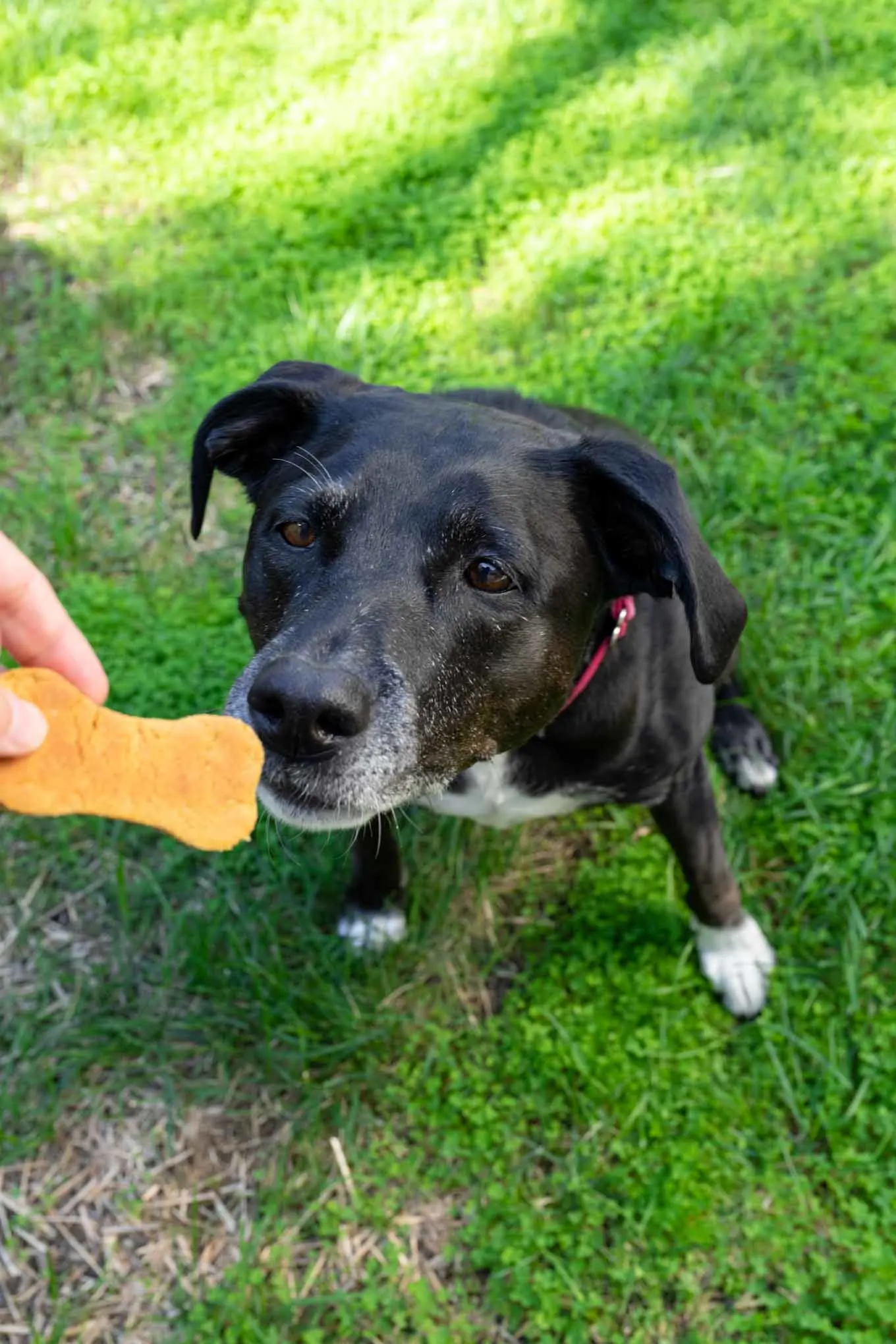 dog sniffing homemade dog treat