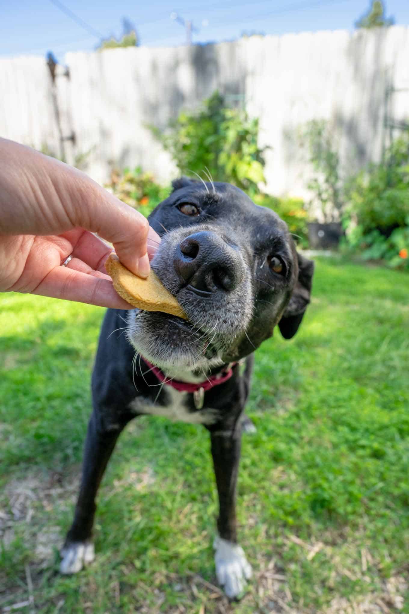 black dog eating a peanut butter pumpkin dog treat