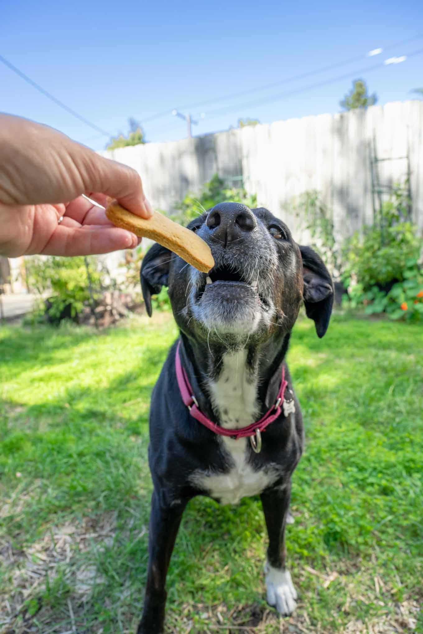 dog outside eating a treat