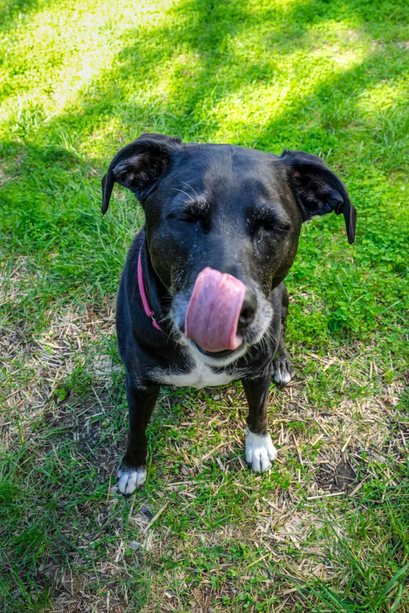 Black dog licking her nose